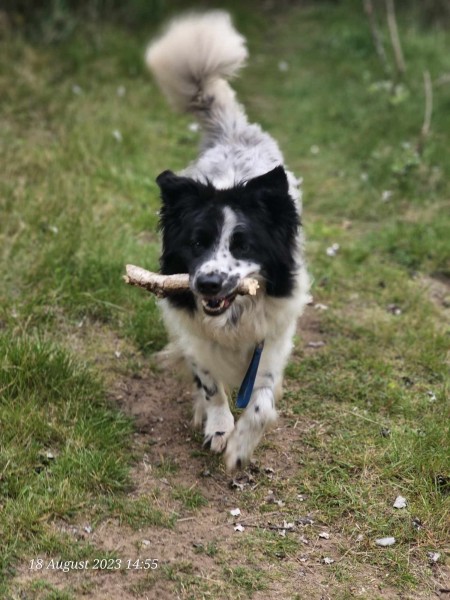 1hr woodland adventure park gainsborough